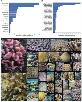 The Effects of Shade and Light on Corals in the Context of Coral Bleaching and Shading Technologies